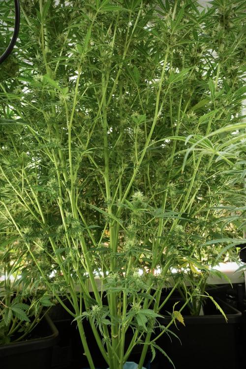 Cosmic Noodles a Zamnesia Dish. Week 11 - Cosmic Noodles No veg 12-12 from seed 
