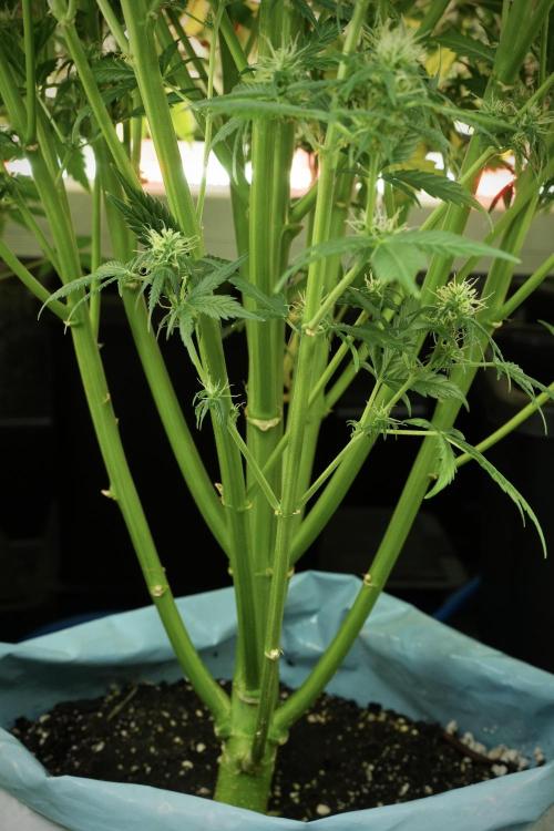 Cosmic Noodles a Zamnesia Dish. Week 11 - Cosmic Noodles No veg 12-12 from seed 