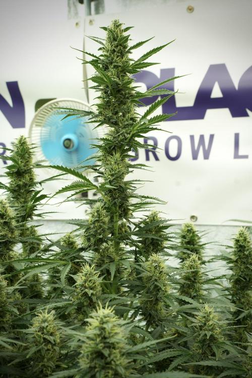 Cosmic Noodles a Zamnesia Dish. Week 11 - Cosmic Noodles No veg 12-12 from seed 