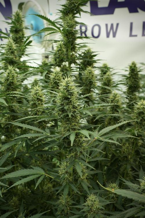 Cosmic Noodles a Zamnesia Dish. Week 11 - Cosmic Noodles No veg 12-12 from seed 