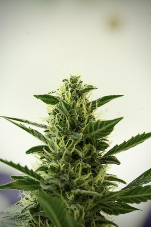 Cosmic Noodles a Zamnesia Dish. Week 11 - Cosmic Noodles No veg 12-12 from seed 