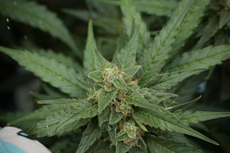Amnesia Skunk The Zamnesia Way. Week 11 - Amnesia Skunk 12-12 from seed 