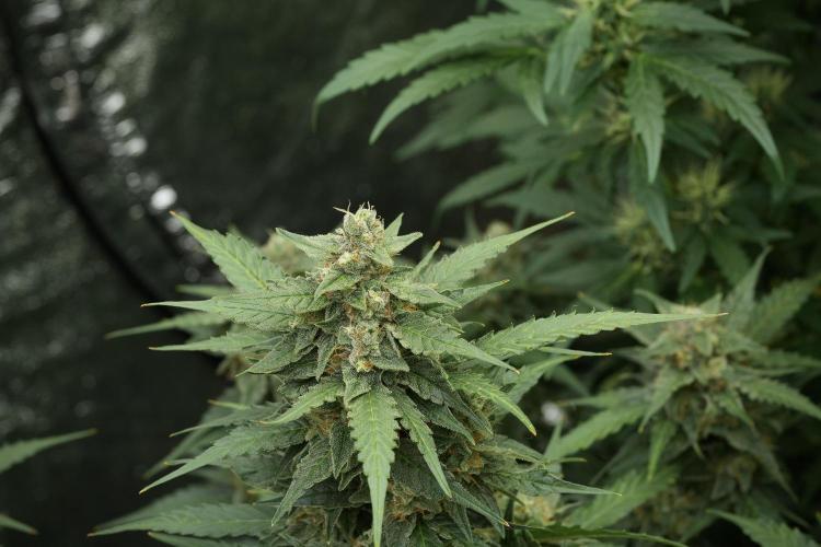 Amnesia Skunk The Zamnesia Way. Week 11 - Amnesia Skunk 12-12 from seed 