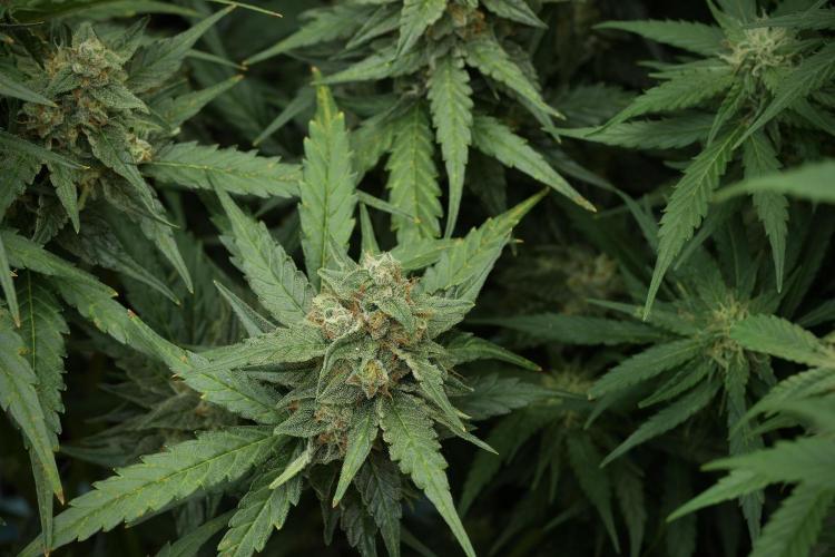 Amnesia Skunk The Zamnesia Way. Week 11 - Amnesia Skunk 12-12 from seed 