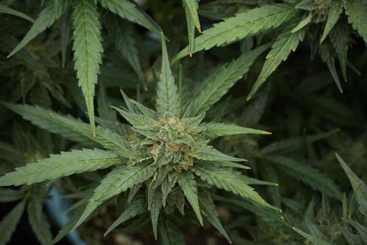 Amnesia Skunk The Zamnesia Way. Week 11 - Amnesia Skunk 12-12 from seed 
