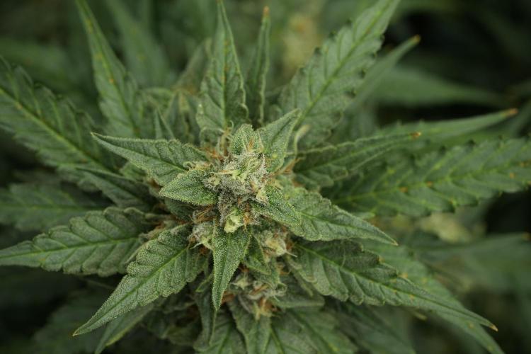 Amnesia Skunk The Zamnesia Way. Week 11 - Amnesia Skunk 12-12 from seed 