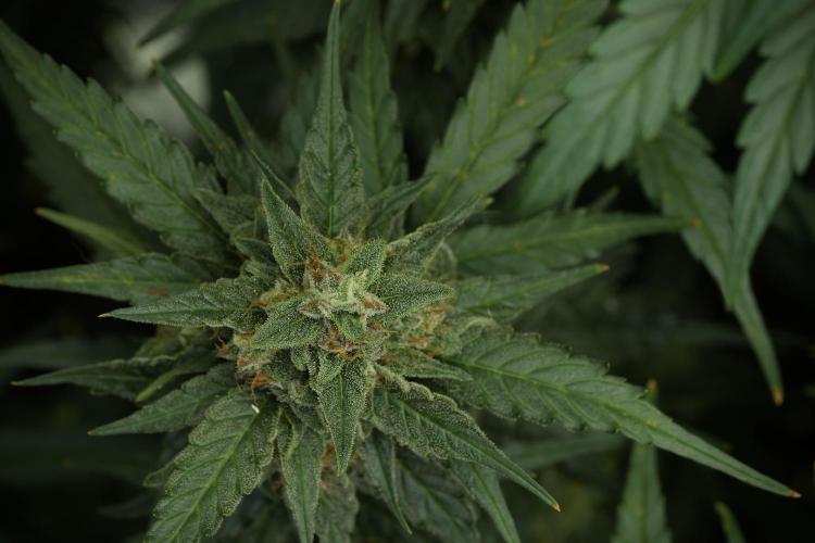 Amnesia Skunk The Zamnesia Way. Week 11 - Amnesia Skunk 12-12 from seed 