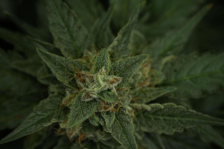Amnesia Skunk The Zamnesia Way. Week 11 - Amnesia Skunk 12-12 from seed 