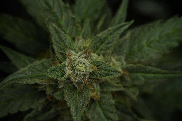 Amnesia Skunk The Zamnesia Way. Week 11 - Amnesia Skunk 12-12 from seed 