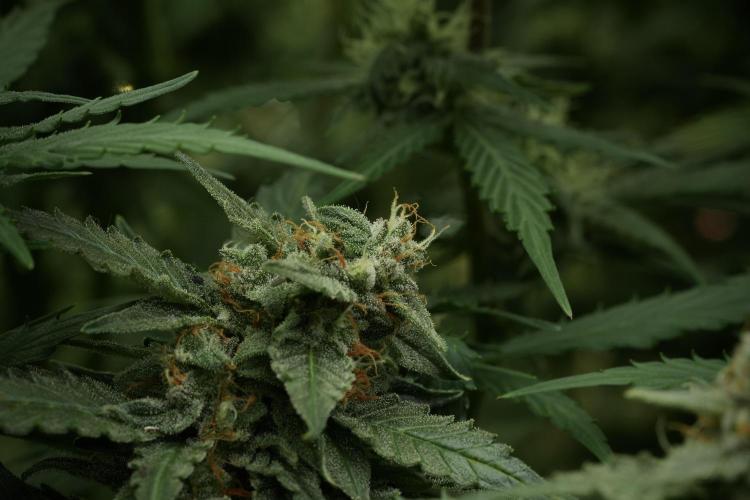 Amnesia Skunk The Zamnesia Way. Week 11 - Amnesia Skunk 12-12 from seed 