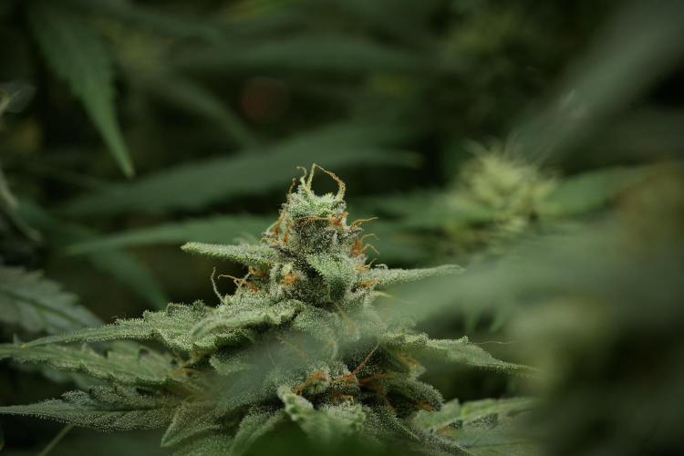 Amnesia Skunk The Zamnesia Way. Week 11 - Amnesia Skunk 12-12 from seed 