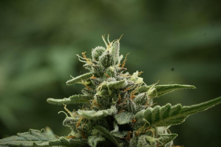 Amnesia Skunk The Zamnesia Way. Week 11 - Amnesia Skunk 12-12 from seed 
