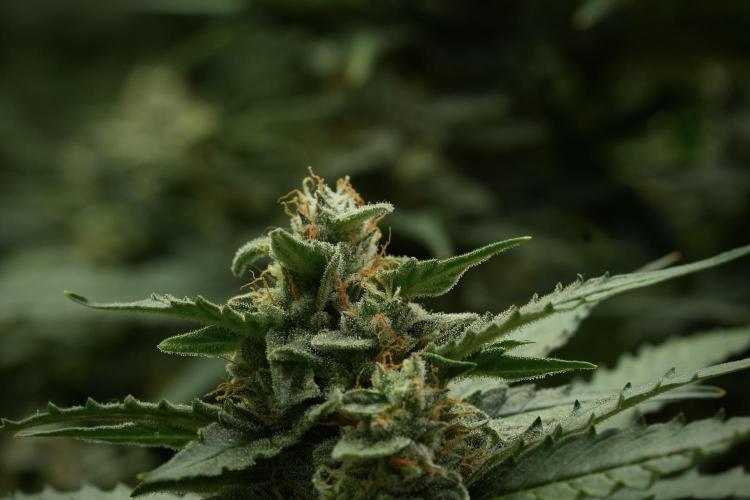 Amnesia Skunk The Zamnesia Way. Week 11 - Amnesia Skunk 12-12 from seed 