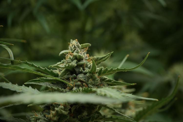 Amnesia Skunk The Zamnesia Way. Week 11 - Amnesia Skunk 12-12 from seed 