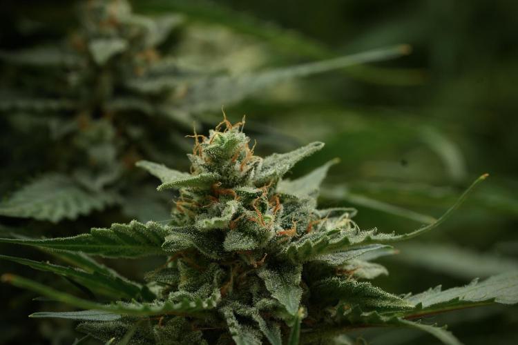 Amnesia Skunk The Zamnesia Way. Week 11 - Amnesia Skunk 12-12 from seed 
