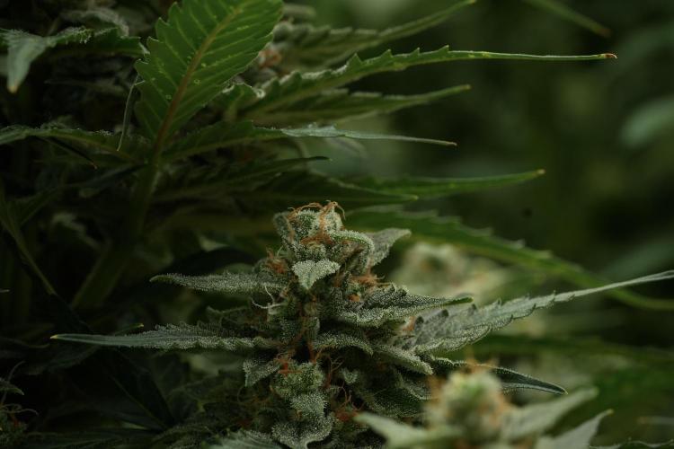 Amnesia Skunk The Zamnesia Way. Week 11 - Amnesia Skunk 12-12 from seed 