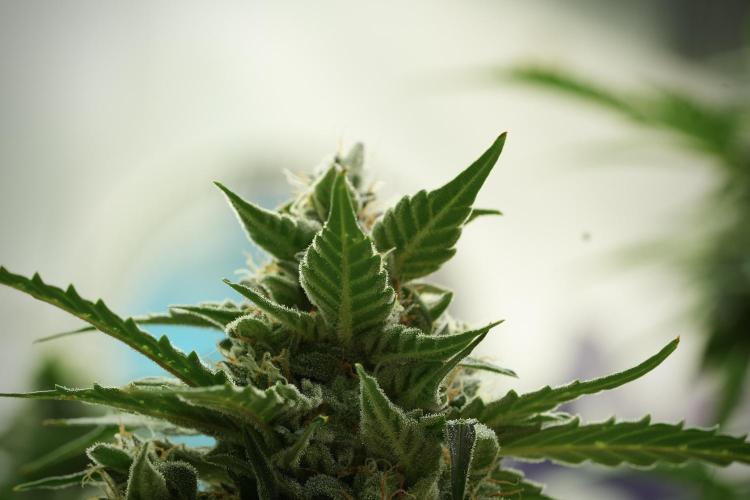 Amnesia Skunk The Zamnesia Way. Week 11 - Amnesia Skunk 12-12 from seed 