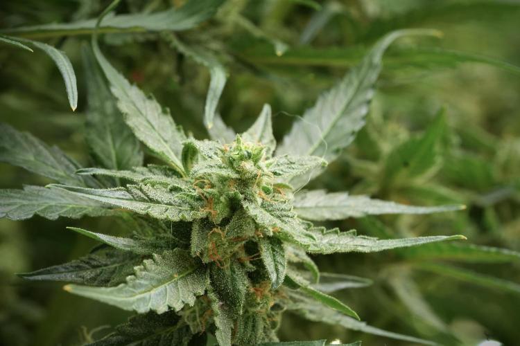Amnesia Skunk The Zamnesia Way. Week 11 - Amnesia Skunk 12-12 from seed 
