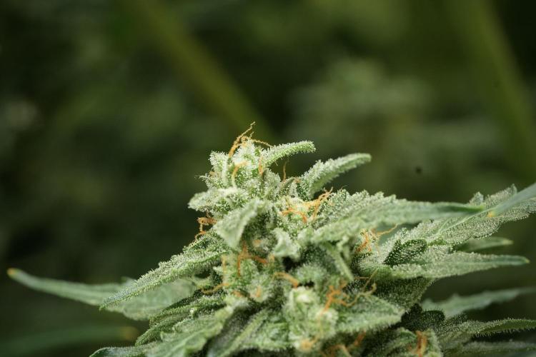 Amnesia Skunk The Zamnesia Way. Week 11 - Amnesia Skunk 12-12 from seed 