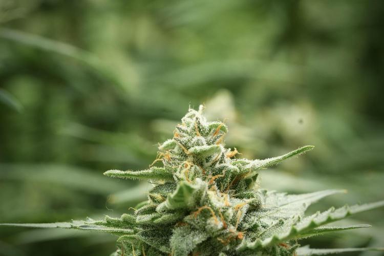 Amnesia Skunk The Zamnesia Way. Week 11 - Amnesia Skunk 12-12 from seed 