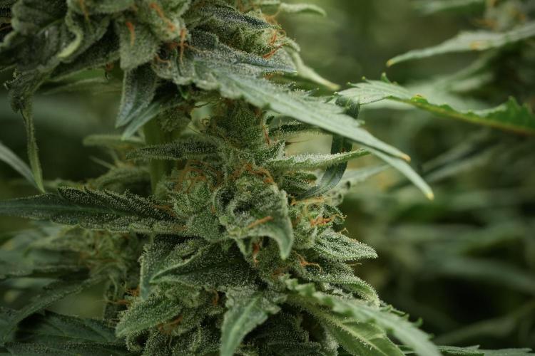 Amnesia Skunk The Zamnesia Way. Week 11 - Amnesia Skunk 12-12 from seed 