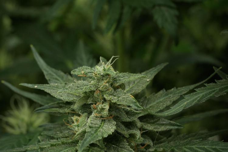 Amnesia Skunk The Zamnesia Way. Week 11 - Amnesia Skunk 12-12 from seed 