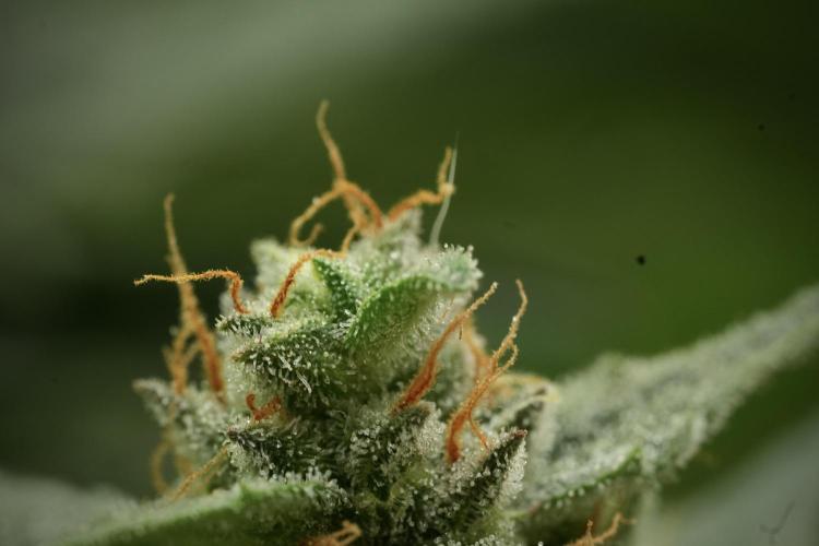 Amnesia Skunk The Zamnesia Way. Week 11 - Amnesia Skunk 12-12 from seed 