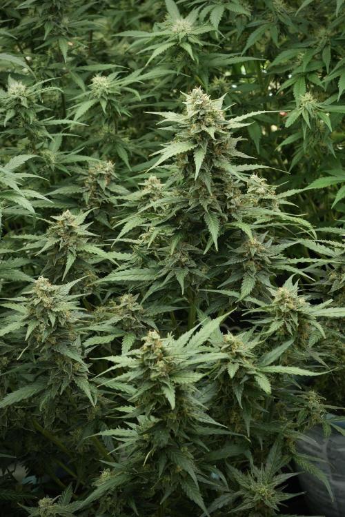 Amnesia Skunk The Zamnesia Way. Week 11 - Amnesia Skunk 12-12 from seed 