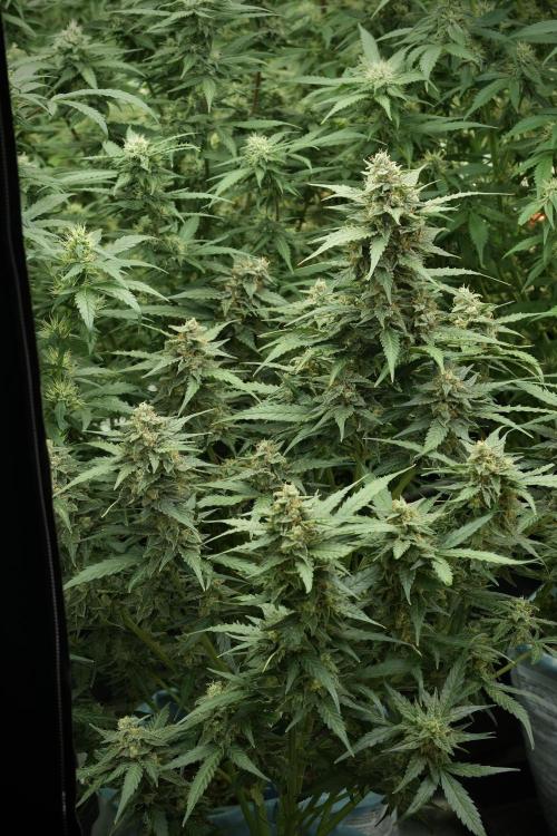 Amnesia Skunk The Zamnesia Way. Week 11 - Amnesia Skunk 12-12 from seed 