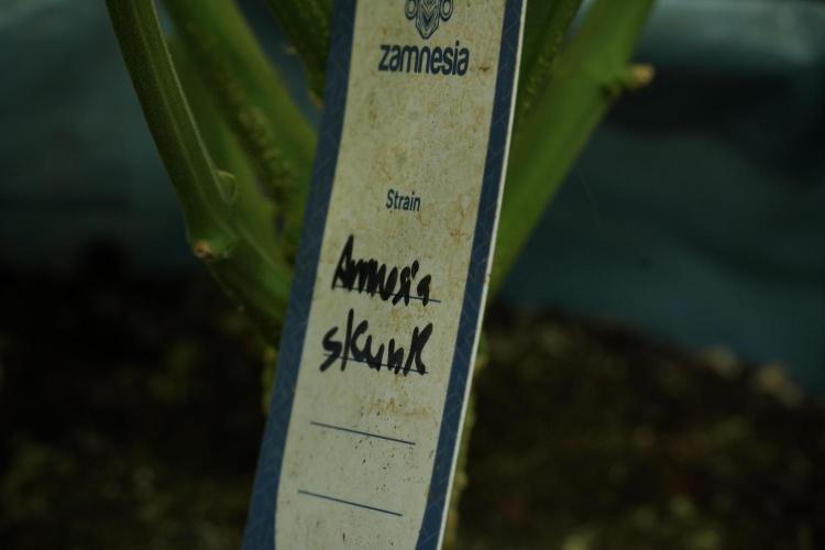 Amnesia Skunk The Zamnesia Way. Week 11 - Amnesia Skunk 12-12 from seed 
