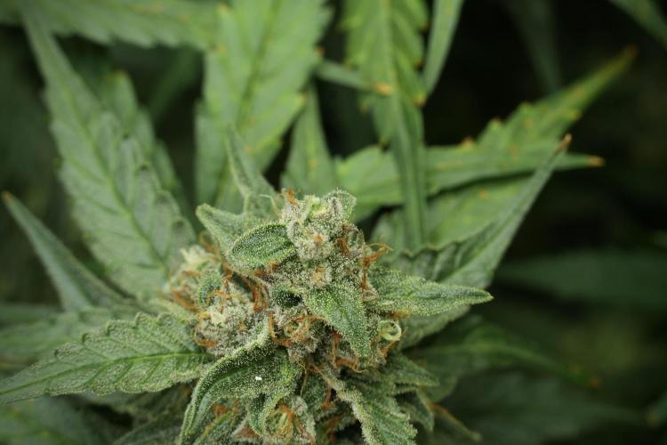 Amnesia Skunk The Zamnesia Way. Week 11 - Amnesia Skunk 12-12 from seed 