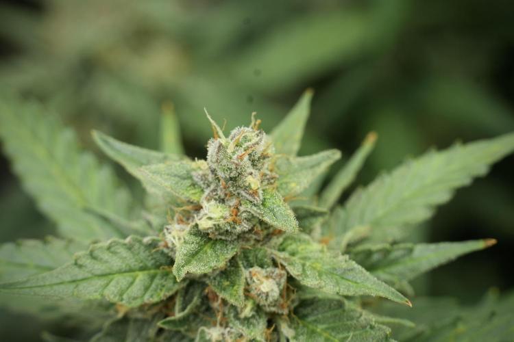 Amnesia Skunk The Zamnesia Way. Week 11 - Amnesia Skunk 12-12 from seed 
