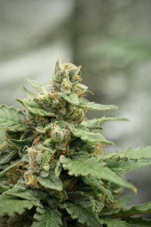Amnesia Skunk The Zamnesia Way. Week 11 - Amnesia Skunk 12-12 from seed 