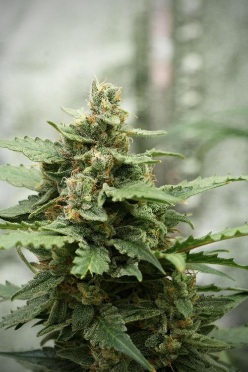 Amnesia Skunk The Zamnesia Way. Week 11 - Amnesia Skunk 12-12 from seed 
