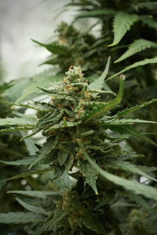 Amnesia Skunk The Zamnesia Way. Week 11 - Amnesia Skunk 12-12 from seed 