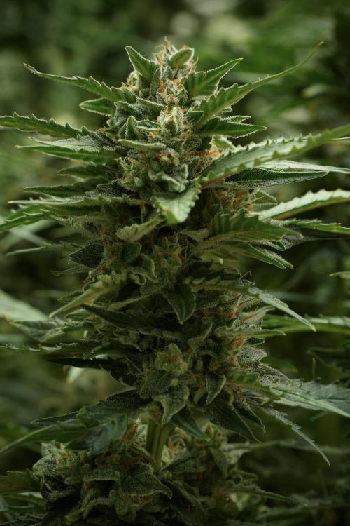 Amnesia Skunk The Zamnesia Way. Week 11 - Amnesia Skunk 12-12 from seed 