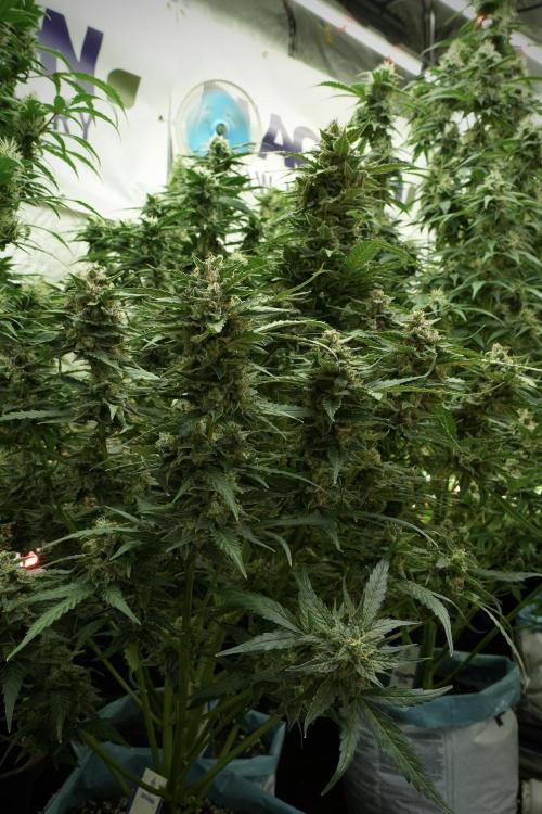Amnesia Skunk The Zamnesia Way. Week 11 - Amnesia Skunk 12-12 from seed 