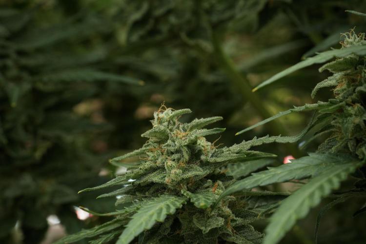 Amnesia Skunk The Zamnesia Way. Week 11 - Amnesia Skunk 12-12 from seed 