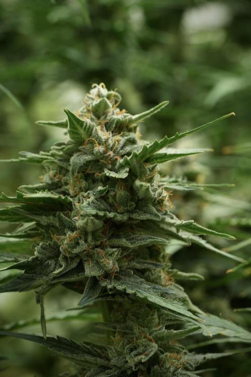 Amnesia Skunk The Zamnesia Way. Week 11 - Amnesia Skunk 12-12 from seed 