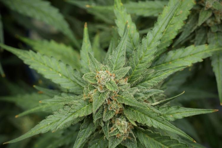 Amnesia Skunk The Zamnesia Way. Week 11 - Amnesia Skunk 12-12 from seed 
