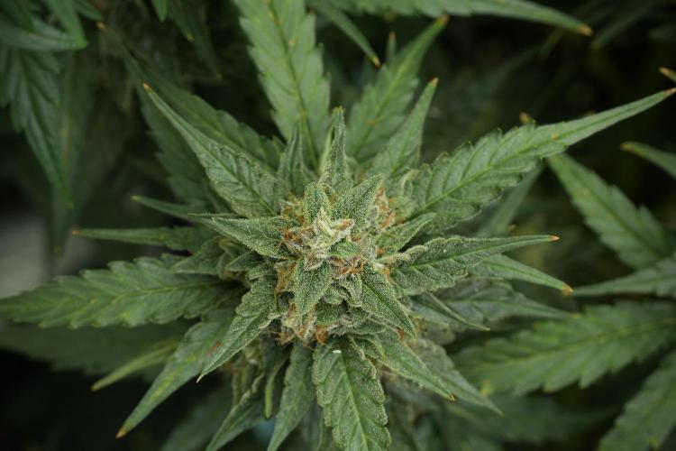 Amnesia Skunk The Zamnesia Way. Week 11 - Amnesia Skunk 12-12 from seed 