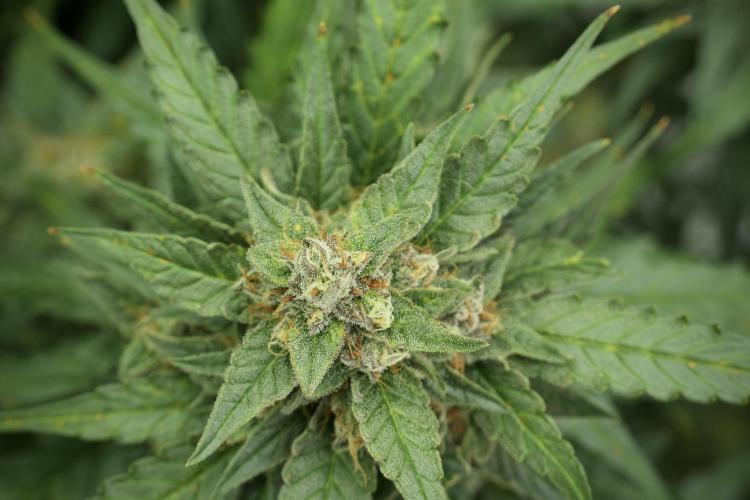 Amnesia Skunk The Zamnesia Way. Week 11 - Amnesia Skunk 12-12 from seed 