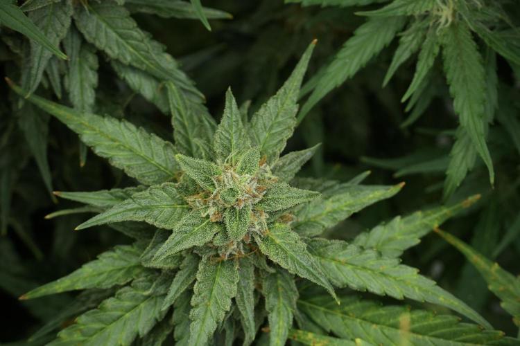 Amnesia Skunk The Zamnesia Way. Week 11 - Amnesia Skunk 12-12 from seed 