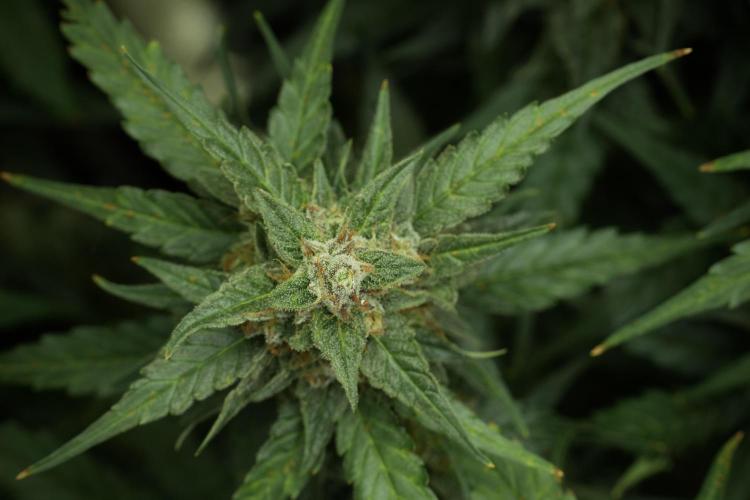 Amnesia Skunk The Zamnesia Way. Week 11 - Amnesia Skunk 12-12 from seed 