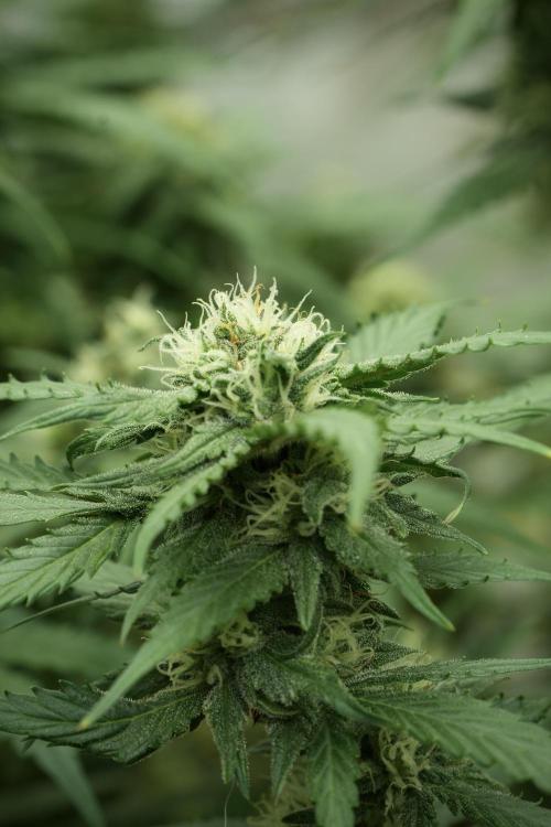 Amnesia Skunk The Zamnesia Way. Week 11 - Amnesia Skunk 12-12 from seed 