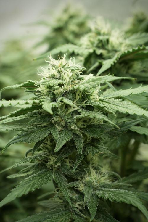 Amnesia Skunk The Zamnesia Way. Week 11 - Amnesia Skunk 12-12 from seed 