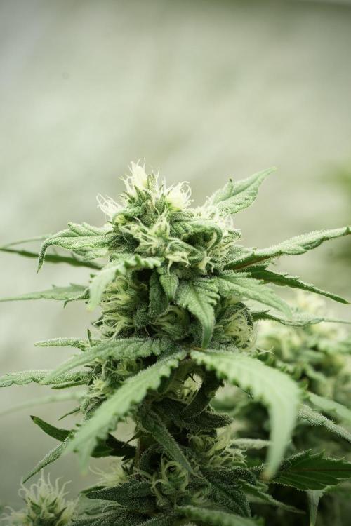 Amnesia Skunk The Zamnesia Way. Week 11 - Amnesia Skunk 12-12 from seed 
