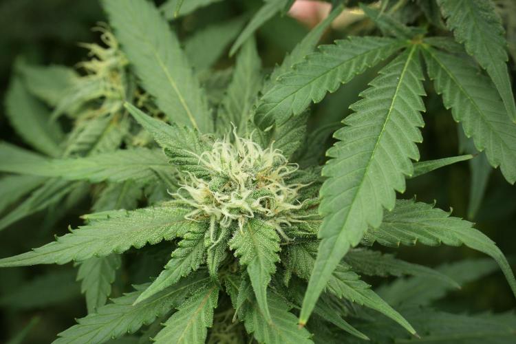 Amnesia Skunk The Zamnesia Way. Week 11 - Amnesia Skunk 12-12 from seed 
