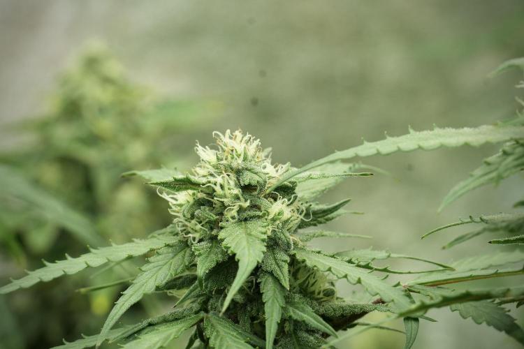 Amnesia Skunk The Zamnesia Way. Week 11 - Amnesia Skunk 12-12 from seed 