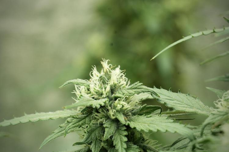 Amnesia Skunk The Zamnesia Way. Week 11 - Amnesia Skunk 12-12 from seed 